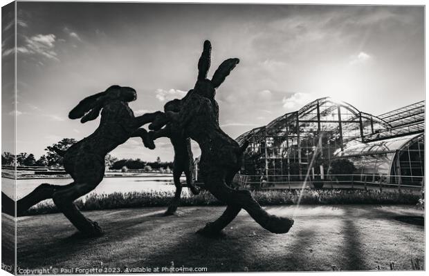 Black and white Hares   Canvas Print by Paul Forgette