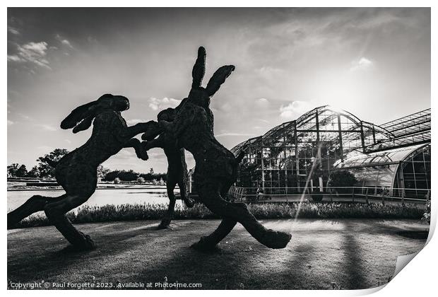 Black and white Hares   Print by Paul Forgette