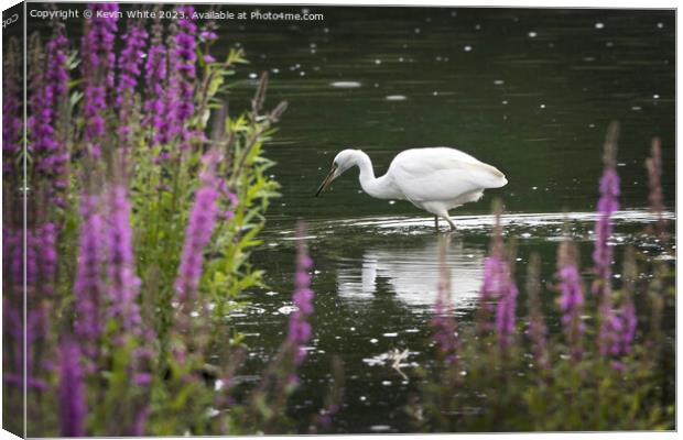 Little Egret fishing after the rainfall Canvas Print by Kevin White