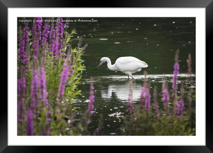 Little Egret fishing after the rainfall Framed Mounted Print by Kevin White