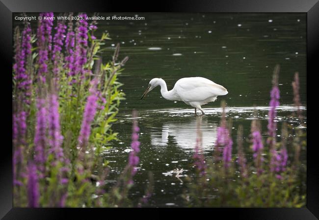 Little Egret fishing after the rainfall Framed Print by Kevin White