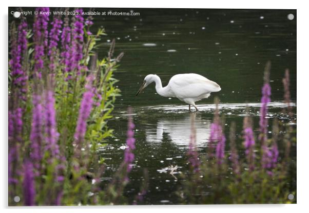 Little Egret fishing after the rainfall Acrylic by Kevin White