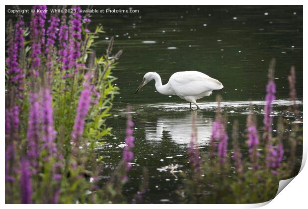 Little Egret fishing after the rainfall Print by Kevin White