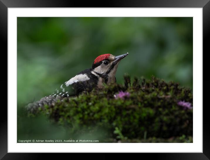 Serene Woodpecker in Natural Habitat Framed Mounted Print by Adrian Rowley