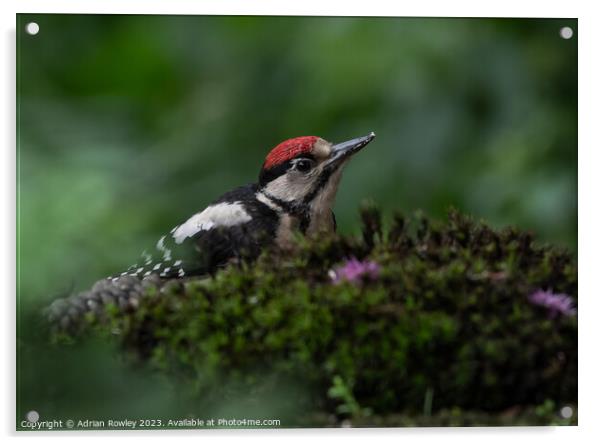 Serene Woodpecker in Natural Habitat Acrylic by Adrian Rowley
