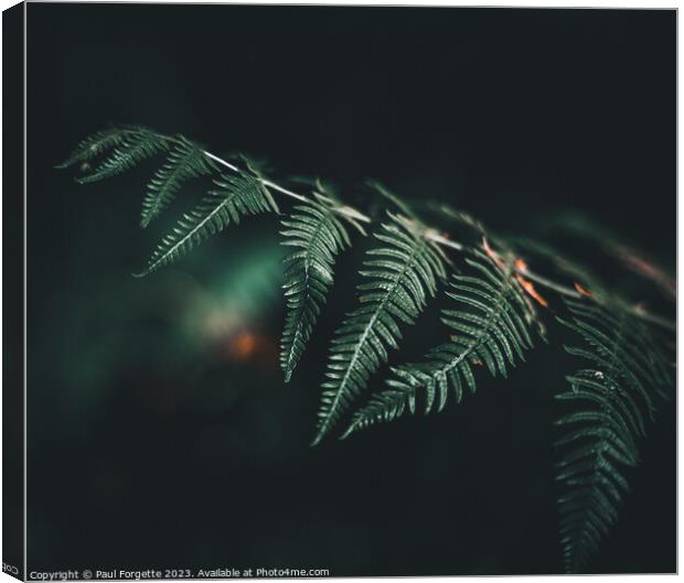 Dark fern Canvas Print by Paul Forgette