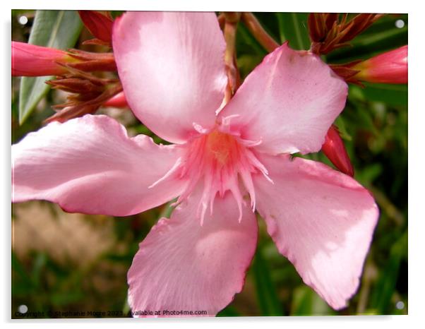 pink oleander flower Acrylic by Stephanie Moore