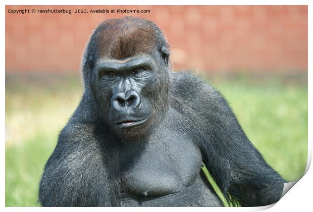 Blackback Gorilla Lope Portrait Print by rawshutterbug 