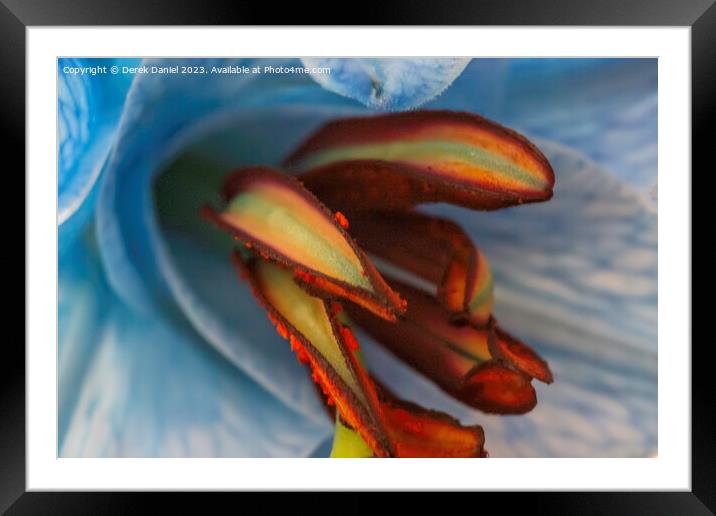 Ethereal Lily in Abstract Framed Mounted Print by Derek Daniel