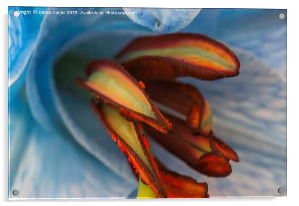 Ethereal Lily in Abstract Acrylic by Derek Daniel