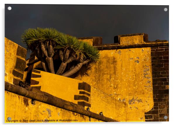 Funchal, Madeira Acrylic by Tom Lloyd