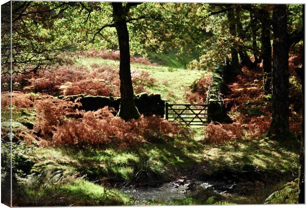 Autumn in the Lake District Canvas Print by Madeleine Deaton