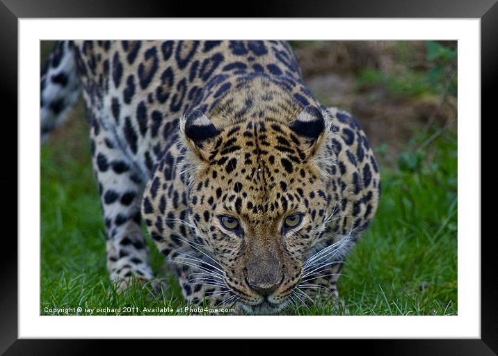 artur the amur leopard Framed Mounted Print by ray orchard