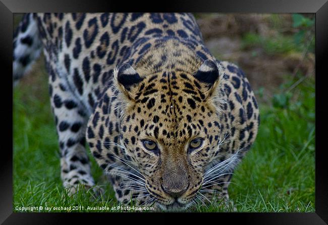 artur the amur leopard Framed Print by ray orchard