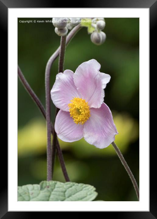 Flower of the Japanese Thimbleweed Framed Mounted Print by Kevin White