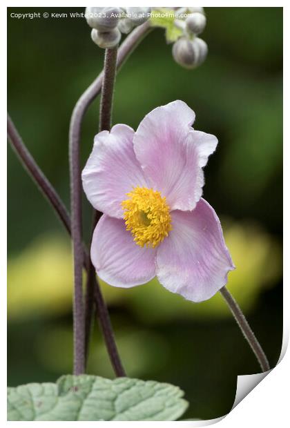Flower of the Japanese Thimbleweed Print by Kevin White