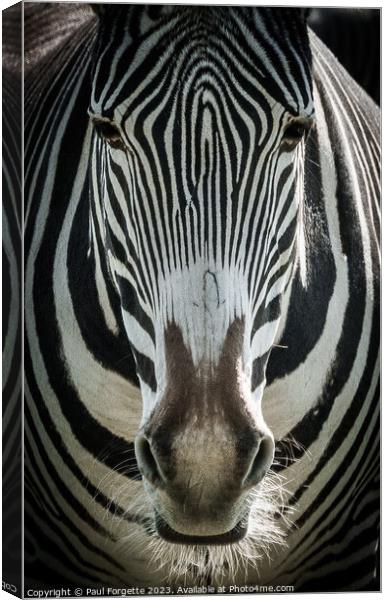 Zebra Canvas Print by Paul Forgette