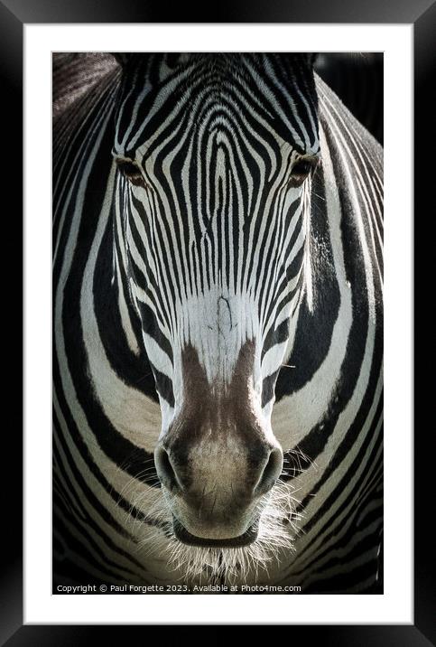 Zebra Framed Mounted Print by Paul Forgette