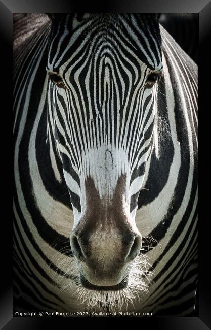 Zebra Framed Print by Paul Forgette