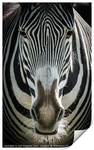 Zebra Print by Paul Forgette