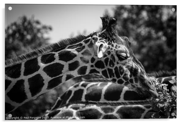 Giraffes  Acrylic by Paul Forgette