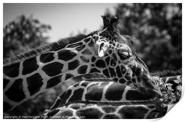 Giraffes  Print by Paul Forgette