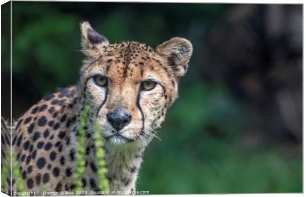 Female Cheetah Watching For Danger Canvas Print by Darren Wilkes