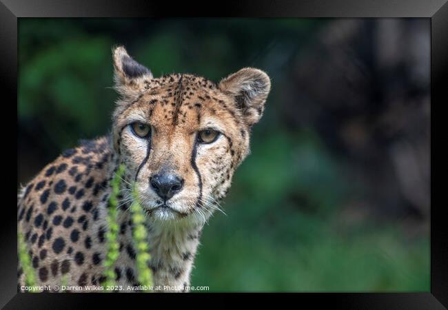 Female Cheetah Watching For Danger Framed Print by Darren Wilkes