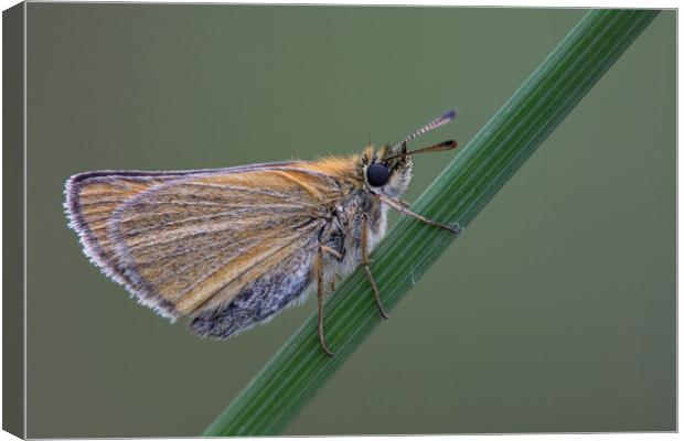Small Skipper Butterfly Canvas Print by Kelly Bailey