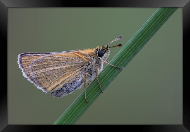 Small Skipper Butterfly Framed Print by Kelly Bailey