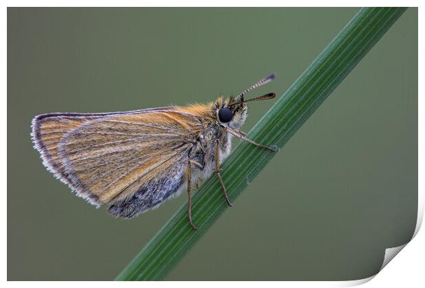 Small Skipper Butterfly Print by Kelly Bailey
