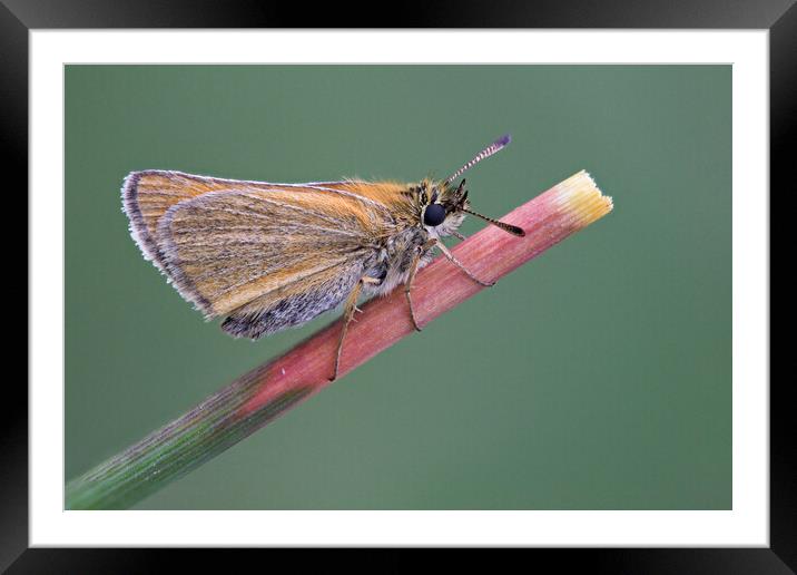 Small Skipper Butterfly Framed Mounted Print by Kelly Bailey