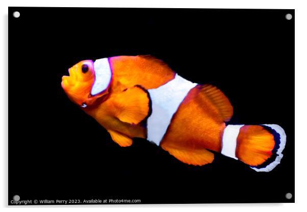 Colorful Orange White Clownfish Waikiki Oahu Hawaii Acrylic by William Perry