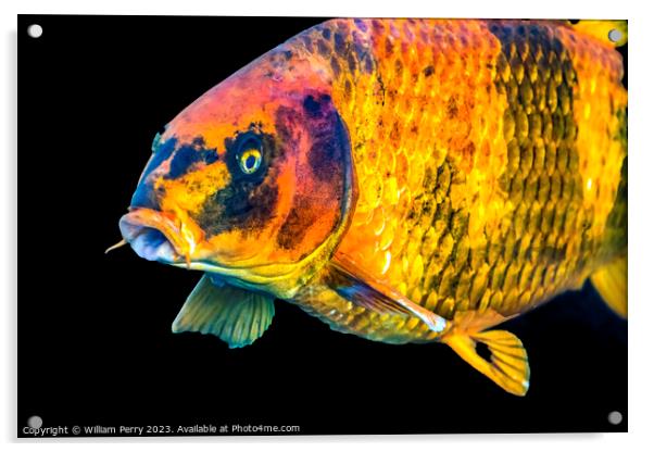 Large Orange Carp Koi Fish Waikiki Oahu Hawaii Acrylic by William Perry