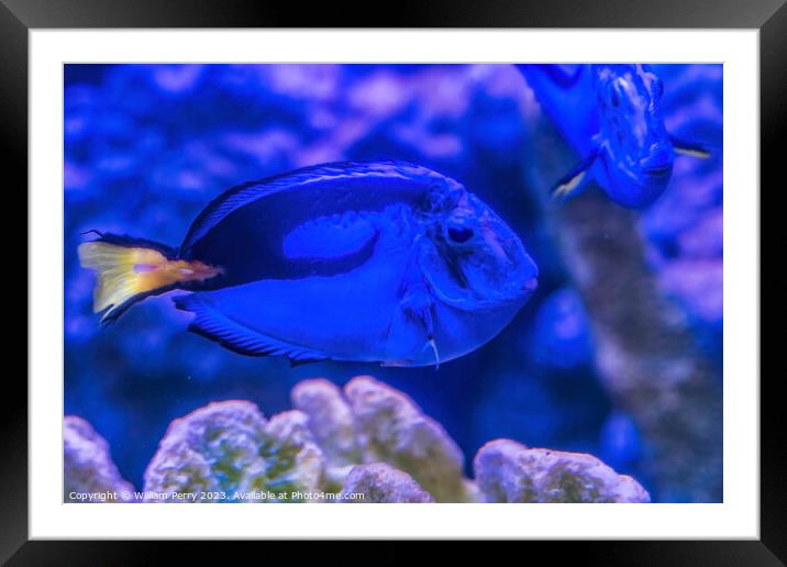 Blue Tang Fish Waikiki Oahu Hawaii Framed Mounted Print by William Perry