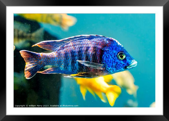 Colorful Blue Peacock Cichlid Fish Waikiki Oahu Hawaii Framed Mounted Print by William Perry