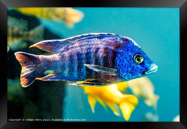 Colorful Blue Peacock Cichlid Fish Waikiki Oahu Hawaii Framed Print by William Perry