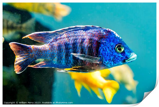 Colorful Blue Peacock Cichlid Fish Waikiki Oahu Hawaii Print by William Perry