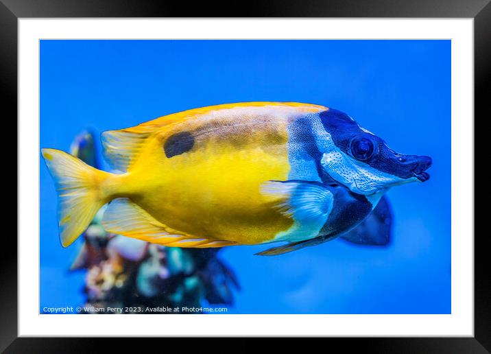 Colorful Yellow One Spot Foxface Fish Waikiki Oahu Hawaii Framed Mounted Print by William Perry