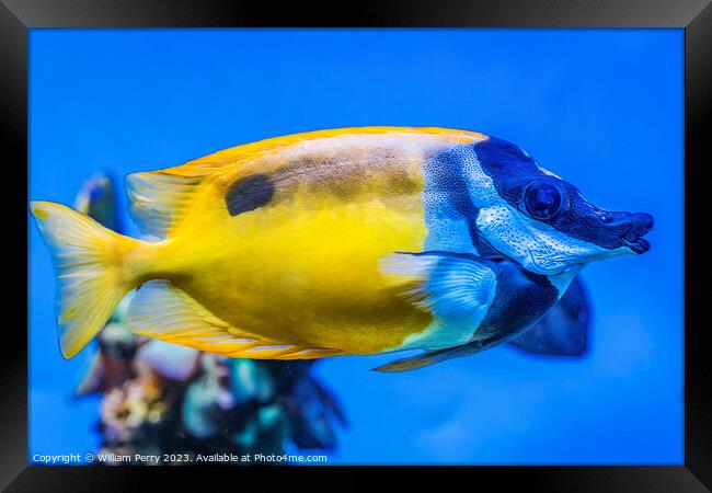 Colorful Yellow One Spot Foxface Fish Waikiki Oahu Hawaii Framed Print by William Perry