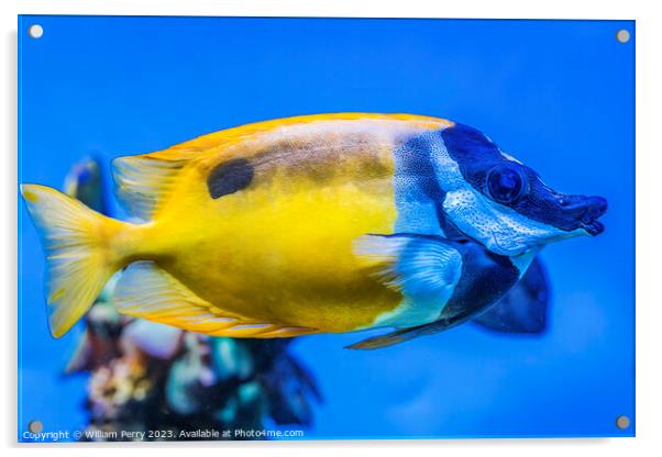 Colorful Yellow One Spot Foxface Fish Waikiki Oahu Hawaii Acrylic by William Perry