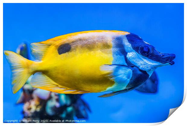 Colorful Yellow One Spot Foxface Fish Waikiki Oahu Hawaii Print by William Perry