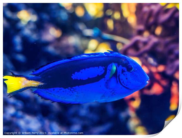 Blue Tang Fish Waikiki Oahu Hawaii Print by William Perry