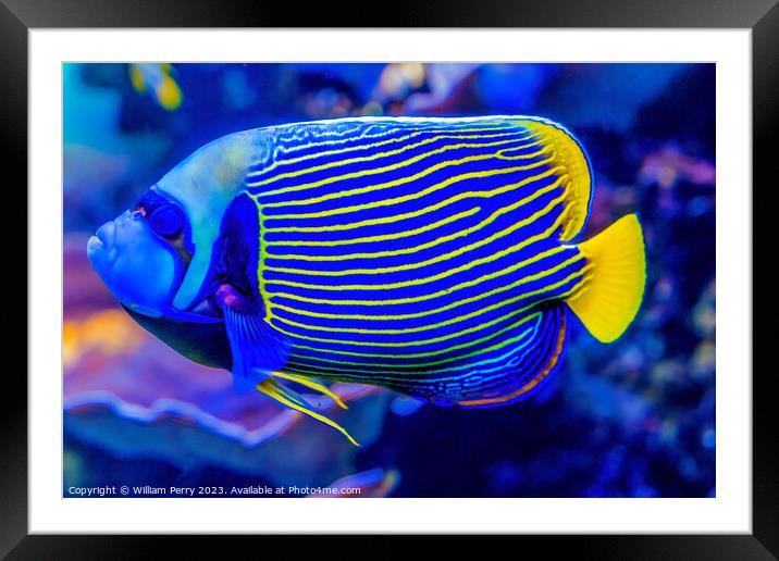 Colorful Blue Yellow Emperor Angelfish Waikiki Oahu Hawaii Framed Mounted Print by William Perry