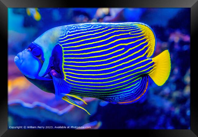 Colorful Blue Yellow Emperor Angelfish Waikiki Oahu Hawaii Framed Print by William Perry