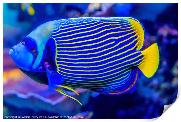 Colorful Blue Yellow Emperor Angelfish Waikiki Oahu Hawaii Print by William Perry
