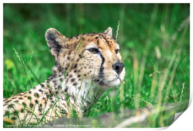Whispers of the Huntress: A Cheetah in the Long Gr Print by Darren Wilkes