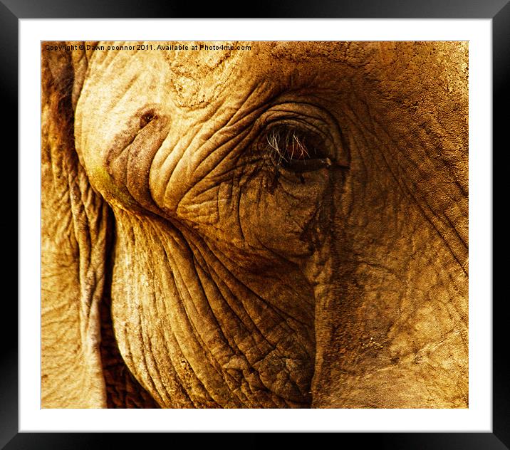 Elephants Eye Framed Mounted Print by Dawn O'Connor