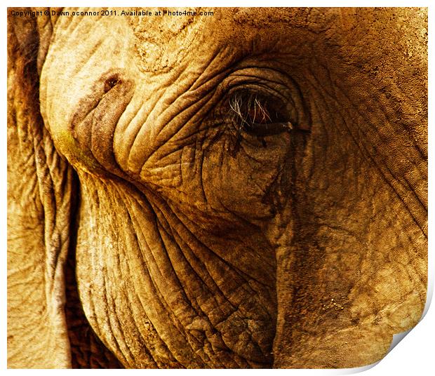 Elephants Eye Print by Dawn O'Connor