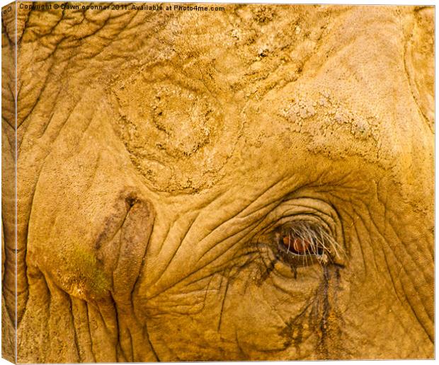 Elephants Eye Canvas Print by Dawn O'Connor